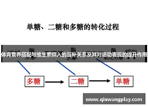 体育营养搭配与维生素摄入的互补关系及其对运动表现的提升作用
