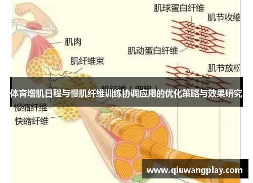 体育增肌日程与慢肌纤维训练协调应用的优化策略与效果研究